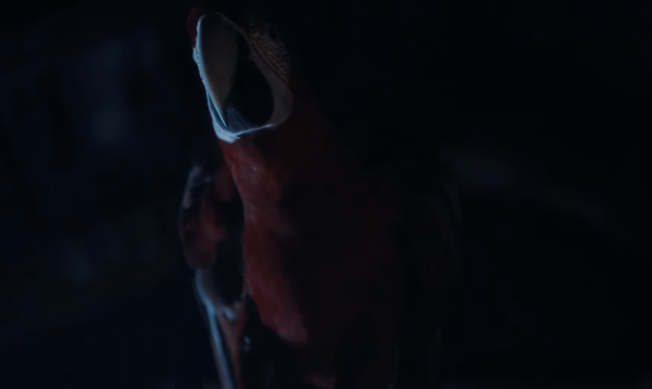 The Parrot
